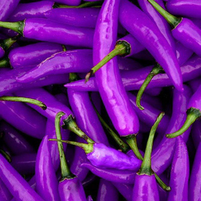Hot 100Pcs Purple Chilli Pepper Cayenne Seeds Organic Home Garden