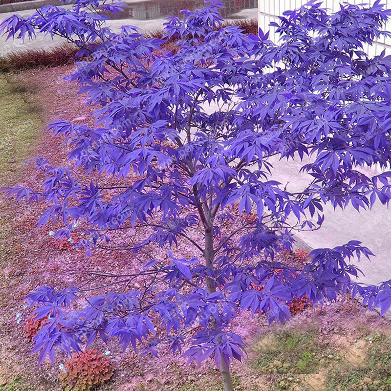 10pcs Rare Blue Maple Seeds Bonsai Japanese Maple Seeds Home Garden