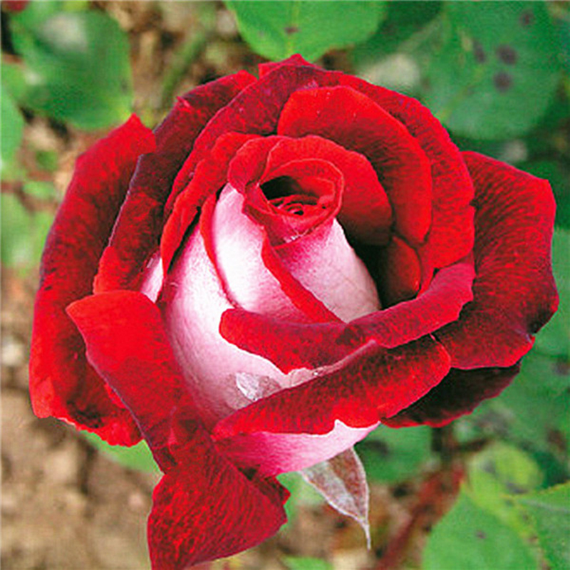 20Pcs Rare Seed Osiria Rose Ruby Rose Flower Seeds Garden Plant Red