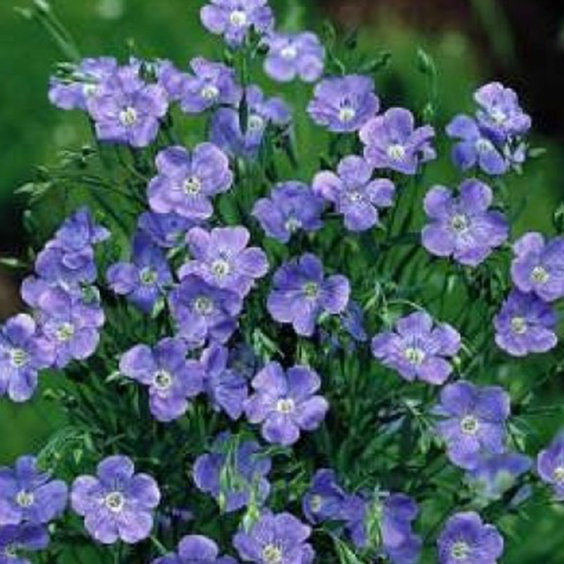 100pcs Rare Blue Evening Primrose Seeds Easy To Plant Garden Decor