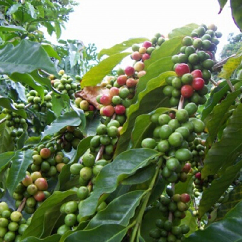 100Pcs Kona Coffee Bean Seeds Awesome Easy Plant Home Garden Seeds Well