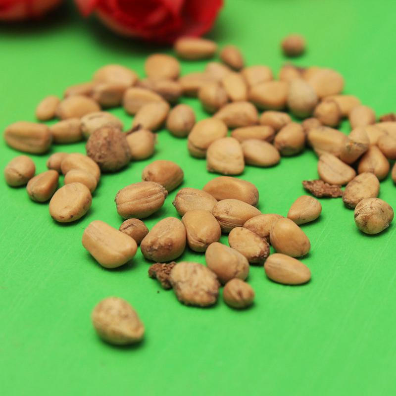 50Pcs Chinese/Korean Panax Ginseng Asian Seeds Fresh For