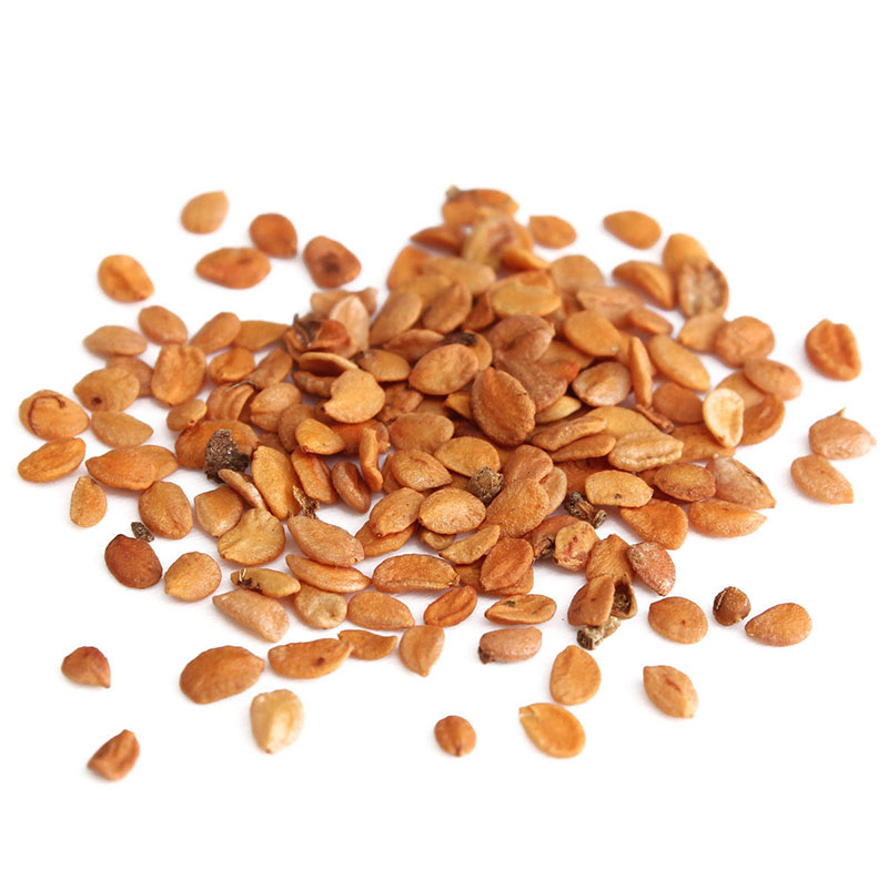 Honeysuckle Seeds Fast, Fragrant Garden Plant 50Pcs eBay