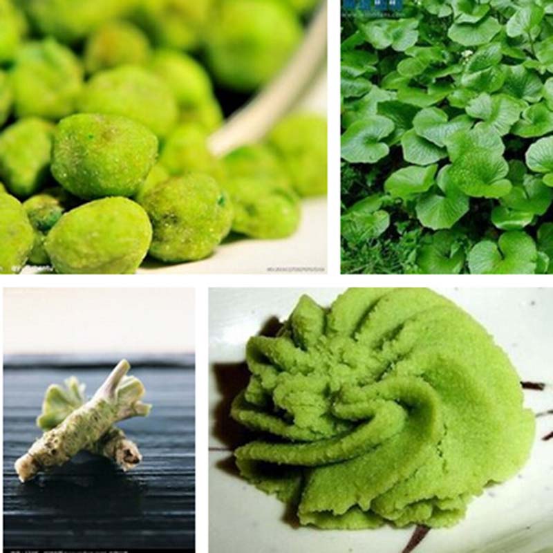 100/200 pcs wasabi seeds, Japanese horseradish seed vegetable Home Plant eBay