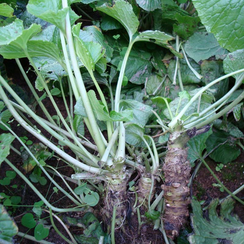 100/200pcs Wasabi Seeds Japanese Horseradish Seed Vegetable Plant