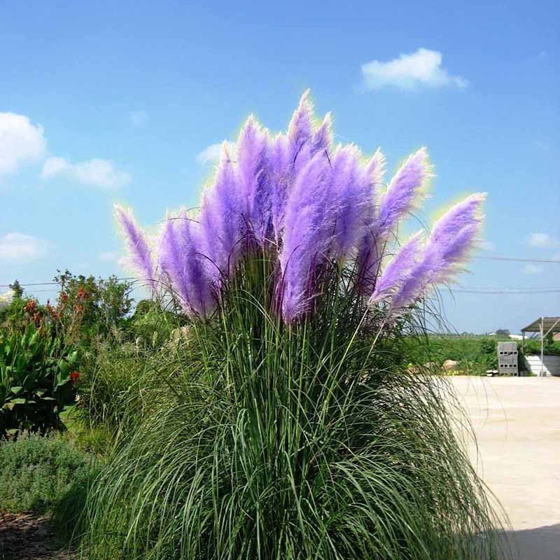 500pcs Lila PampasGrasSamen Zierpflanze Blumen Grass Rare Seeds eBay