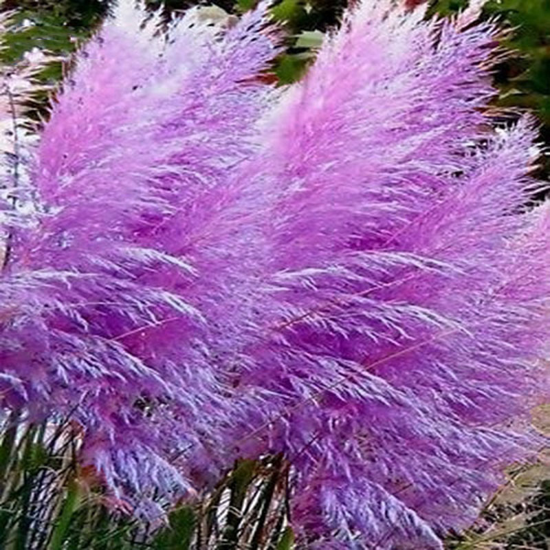 Purple Pampas Grass Seeds – 20 Seeds, Perennial, Fast Growing, Easy To Cultivate, Ornamental Landscape Grass