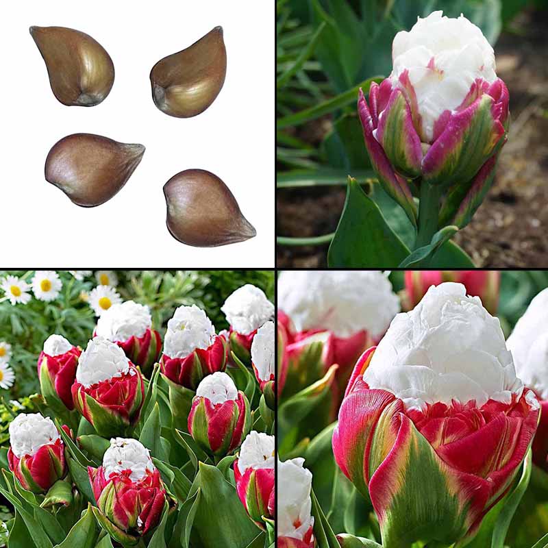 2PCS Rare Cabbage Tulip Seed Bulbs Aroma Tulip Garden Seeds New eBay