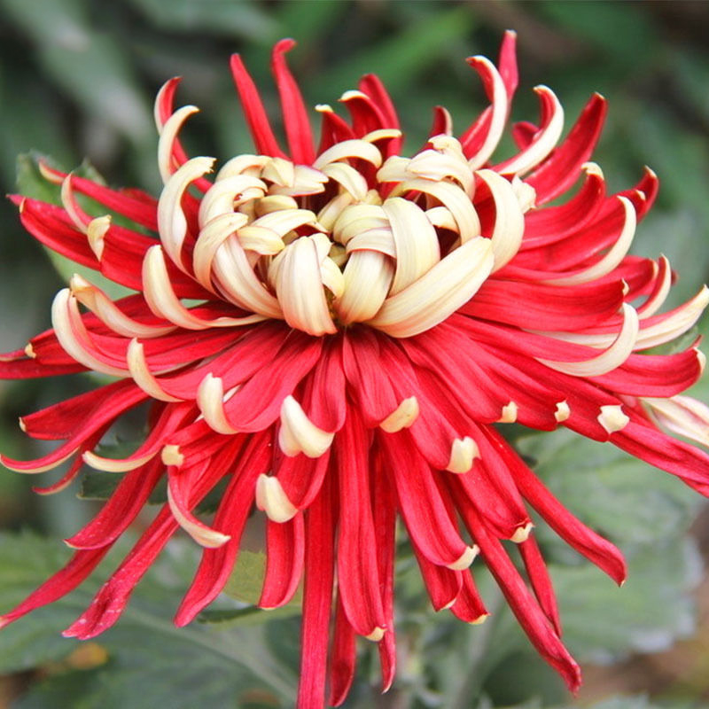 Buy Bicolor Red Yellow Chrysanthemum Seeds Online ₹289 from ShopClues