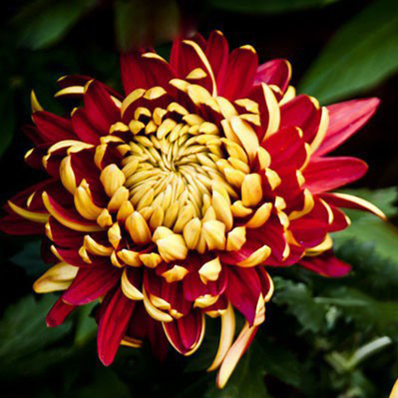 Buy Bicolor Red Yellow Chrysanthemum Seeds Online ₹289 from ShopClues