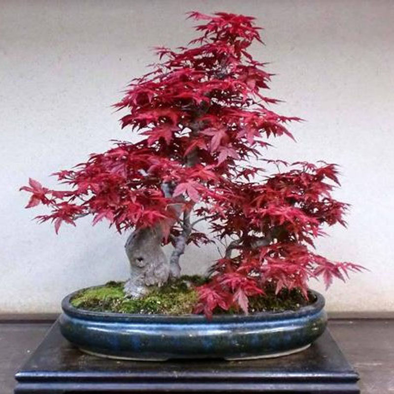 red maple bonsai