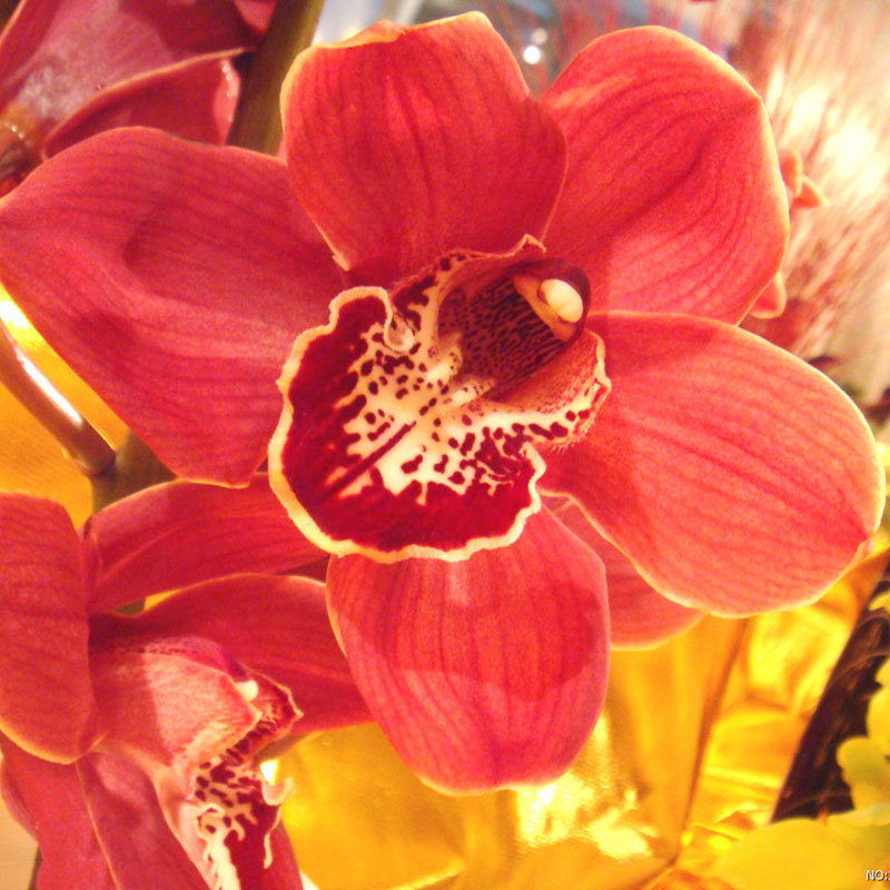 100PCS Chinese Cymbidium Orchid Flower Seeds Indoor Potted Home Window Decor eBay