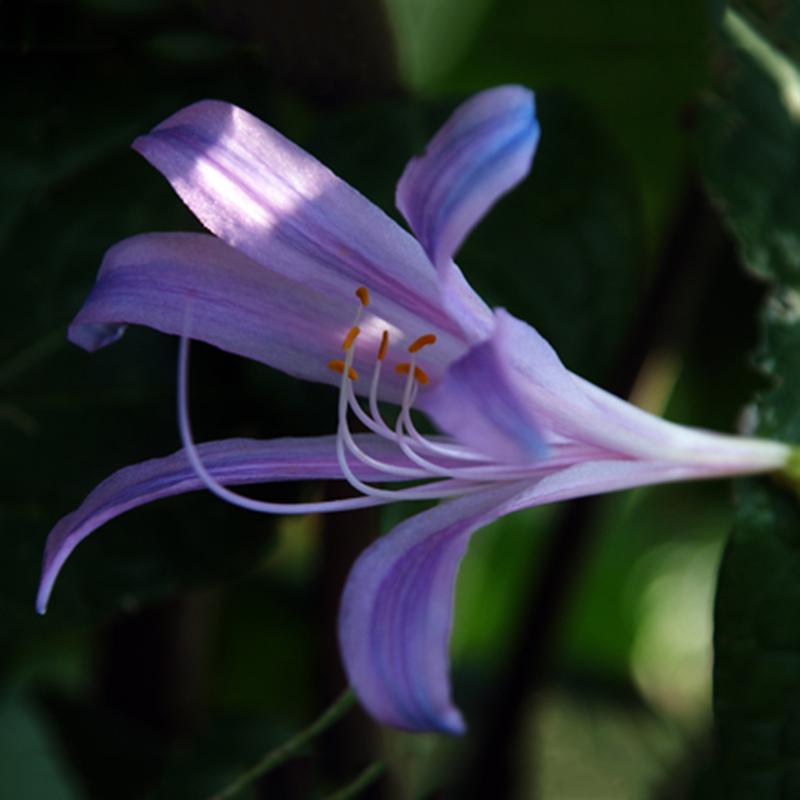 2Pcs Purple Amaryllis Bulbs Beauty Bonsai Flowers Seeds Home Garden