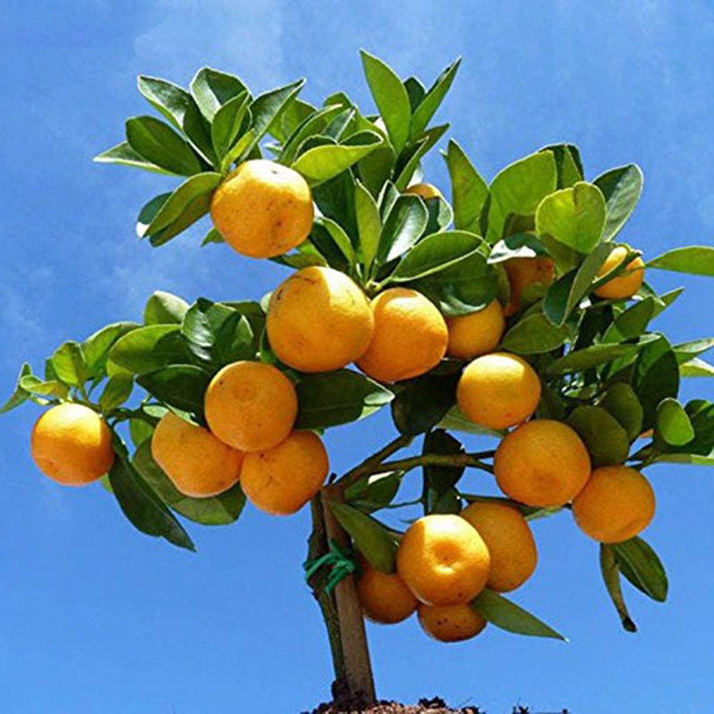 50Pcs Mini Potted Orange Tree Climbing Seed ,Sweet Orange Fruit Bonsai