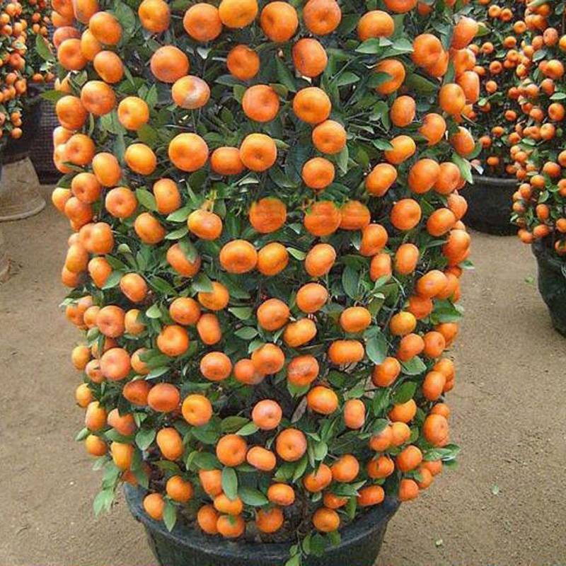 50Pcs Mini Potted Orange Tree Climbing Seed ,Sweet Orange