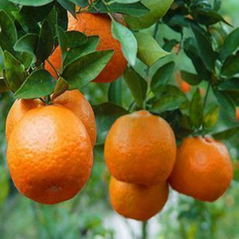 50 PCS Delicious Orange Fruit Seeds Mini Potted Orange Tree Plant Fruit