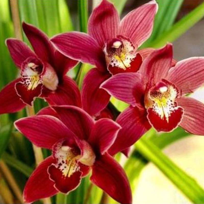 100 Chinese Cymbidium Orchid Flower Seeds Indoor Home Window Garden Decor Ebay 7762