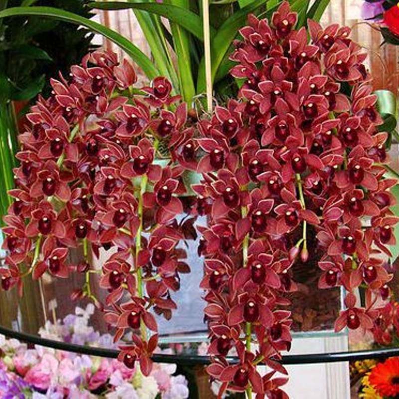 100pc Dark Red Color Chinese Cymbidium Orchid Seeds Flower Seeds Easy To Apply Ebay 4128