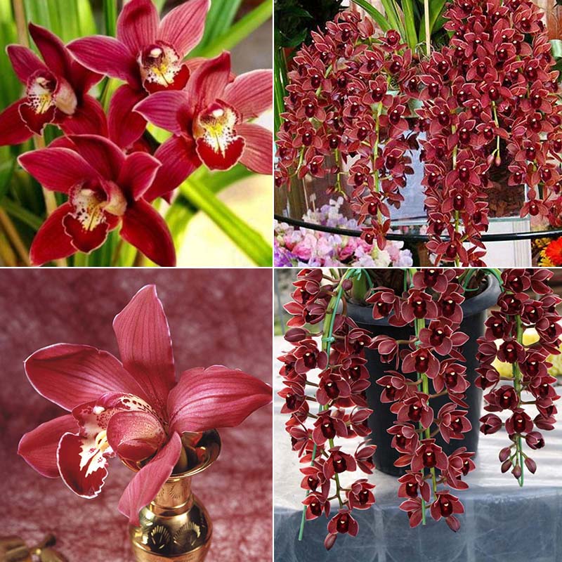 100 Chinese Cymbidium Orchid Flower Seeds Indoor Home Window Garden Decor Ebay 6519