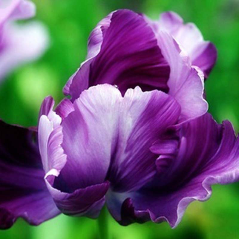 2x New Mixed Color Beautiful Rare Parrot Tulip Bulbs Seeds Home Bonsai
