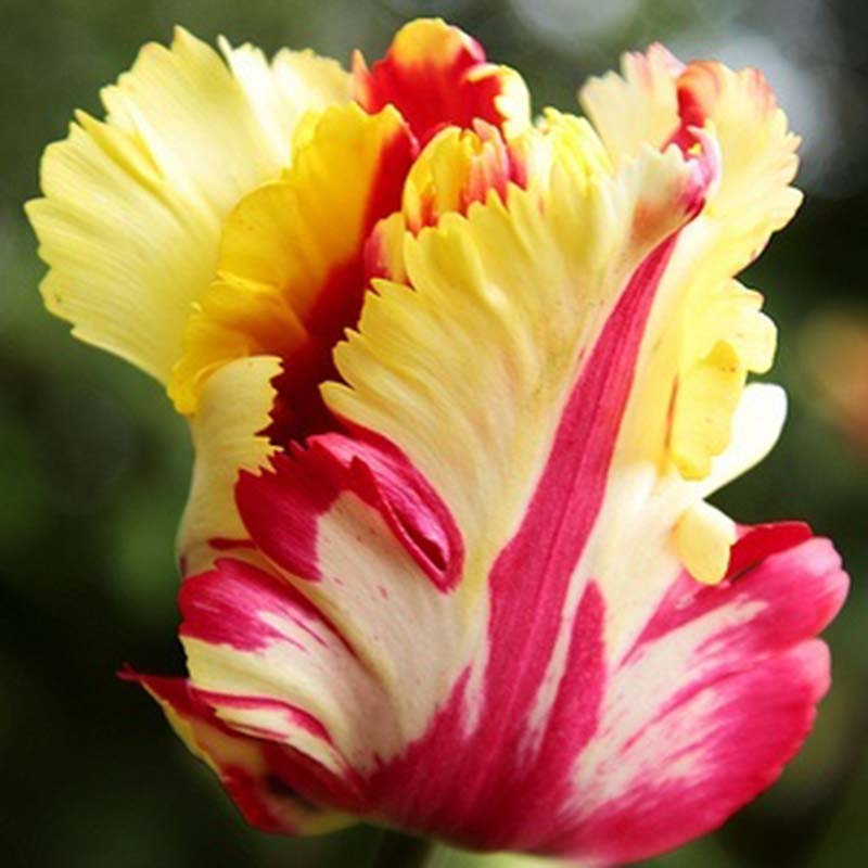 tulip bulbs for sale online
