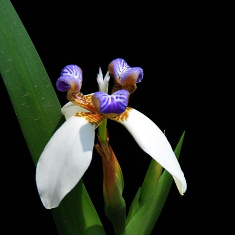 100pcs/Pack Indoor potted seed Iris, Iris orchid plant seed, beautiful color | eBay