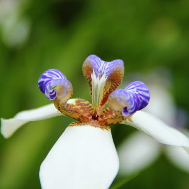 100pcs/Pack Indoor potted seed Iris, Iris orchid plant seed, beautiful color | eBay