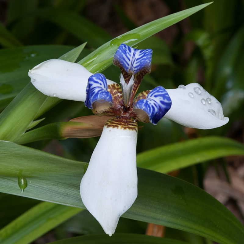 100pcs/Pack Indoor potted seed Iris, Iris orchid plant seed, beautiful color | eBay