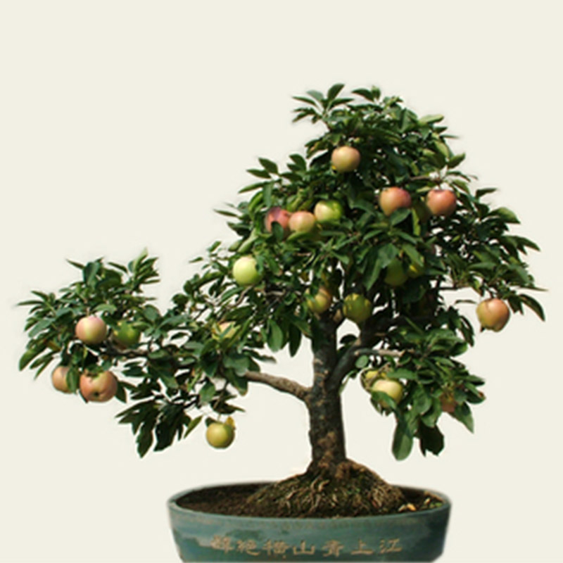 20 Pcs Mini Apple Fruit Bonsai Seeds Apple Bonsai Fresh Exotic Tree