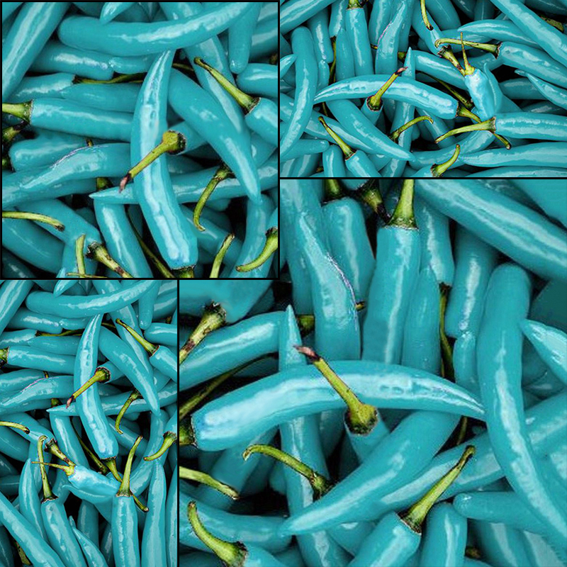 20pcs/Pack Pepper Seeds (Blue Turquoise Pepper) beautiful color easy growing eBay