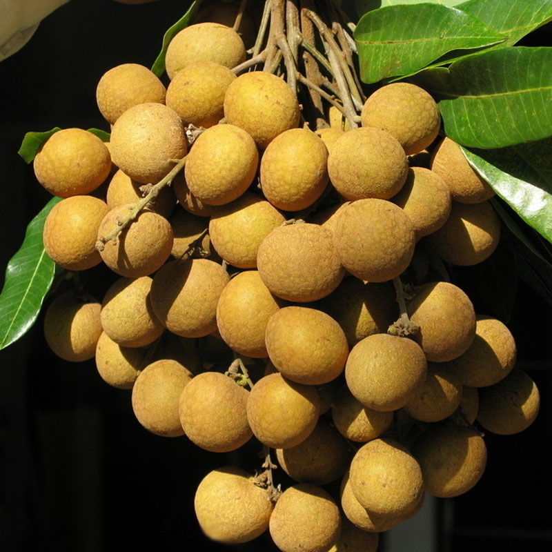 5-pcs-exotic-dragon-eye-fruit-dwarf-longan-seeds-rare-bonsai-plant