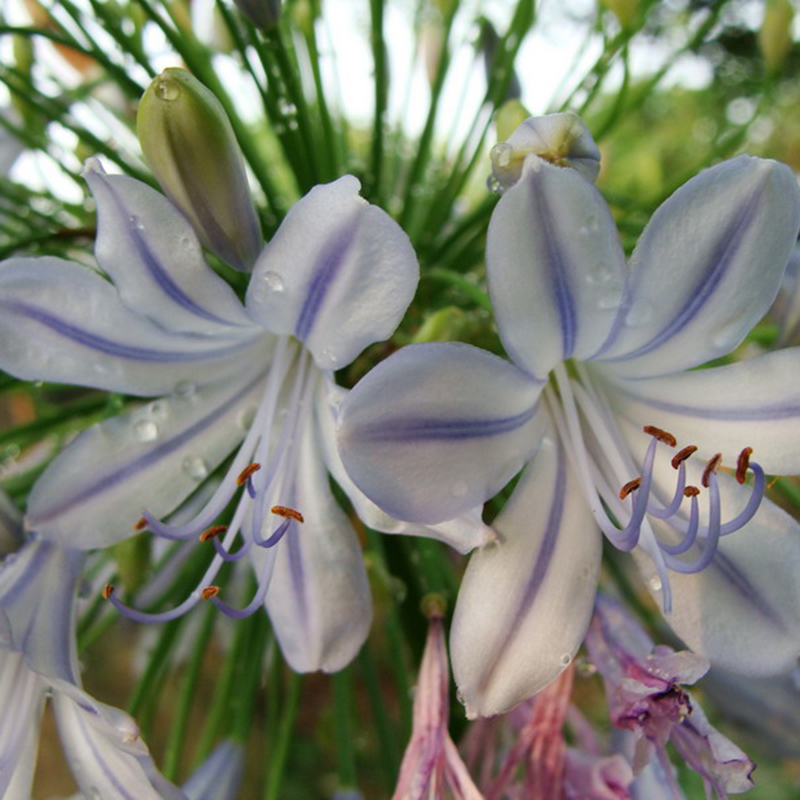 50pcs Blue Rare Lily Flower Seeds Planting Plants Lilium Perfume Garden