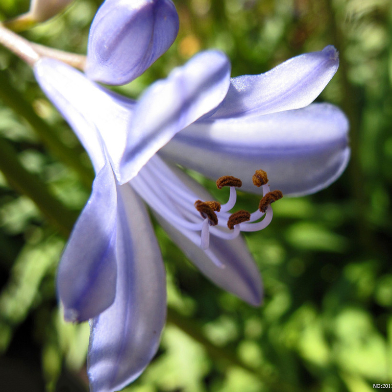 50pcs Blue Rare Lily Flower Seeds Flower Lilium Perfume Garden Home