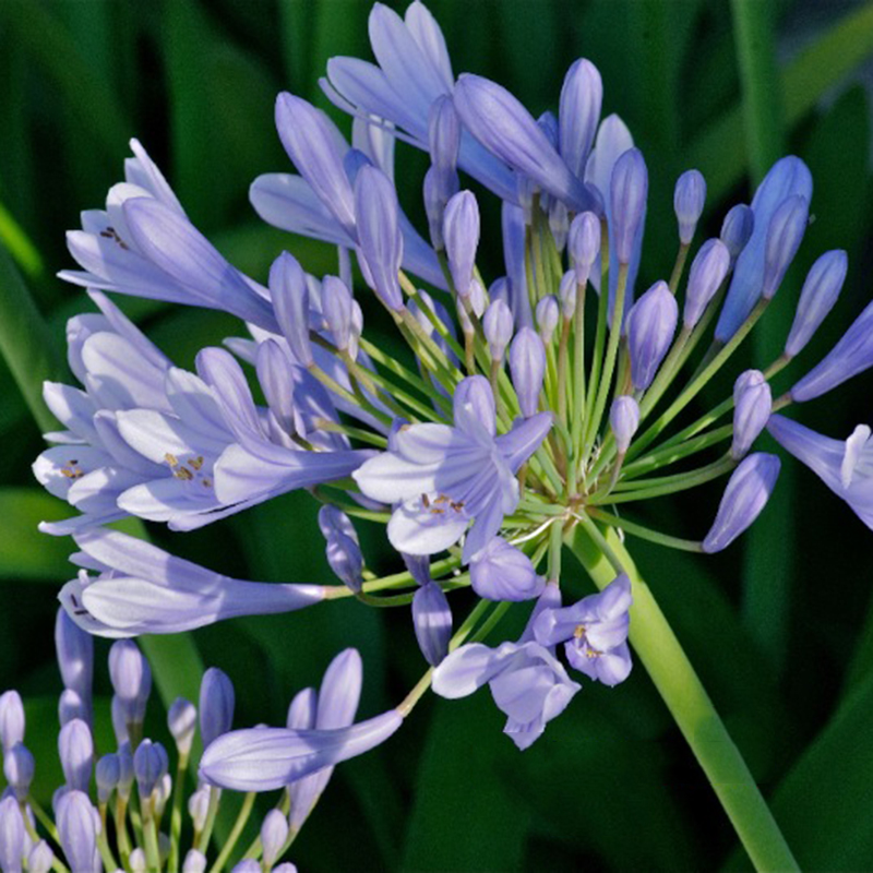 50pcs Oriental Lily Stargazer Blue Scented Perennial Garden Flower Seeds Ebay 0484