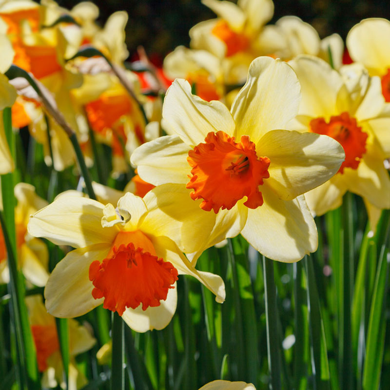 Details about 100x Mixed Colors Daffodil Narcissus Flower Bonsai Seeds Details about 100x Mixed Colors Daffodil Narcissus Flower Bonsai Seeds