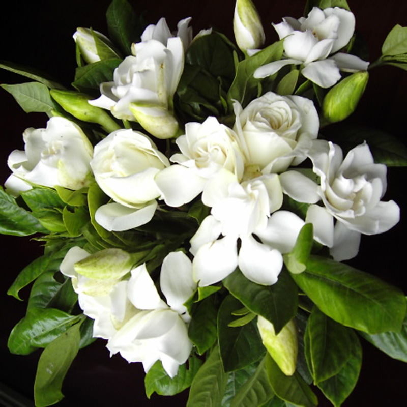 100pcs Gardenia CAPE JASMINE Jasminiodes White Shrub