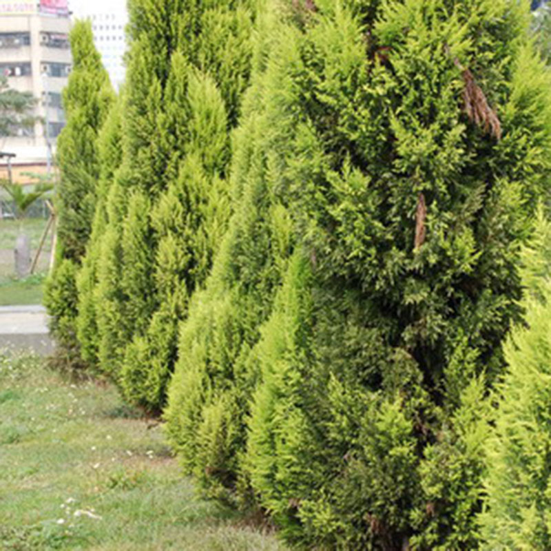 50pcs arborvitae cypress cupressus sempervirens pine tree seeds diy garden decor ebay 50pcs arborvitae cypress cupressus sempervirens pine tree seeds diy garden decor ebay