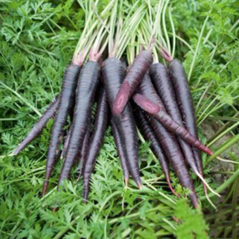 Buy 500x Super Deals Samen Karotte Flash Deals Cosmic Purple Samen Daucus Carota Lila Mohre Gemuse Frucht On Ezbuy Sg