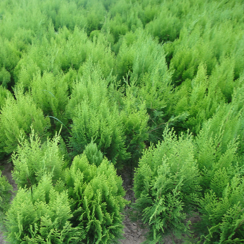 100X Siberian Carpet Cypress Emerald Green Arborvitae seeds flower