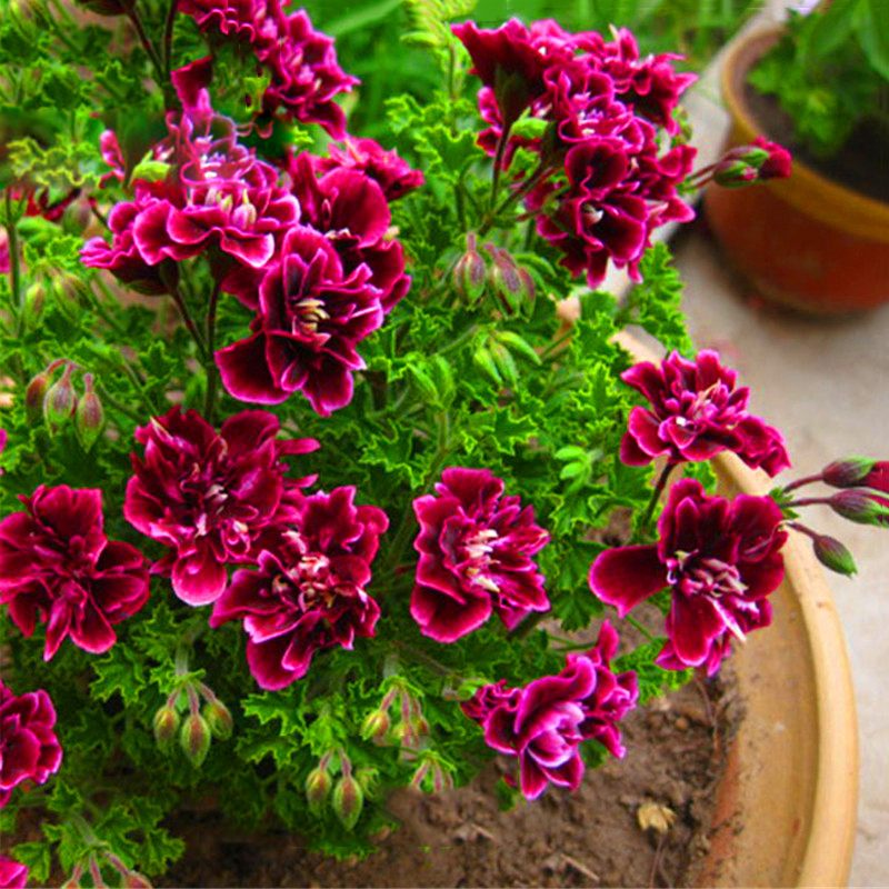 Single petal geraniums Trailing Double Geraniums