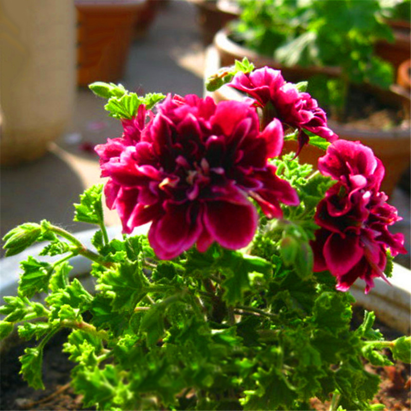 Single petal geraniums Trailing Double Geraniums