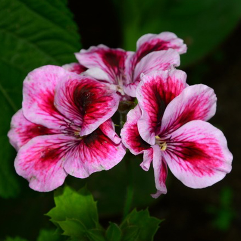 20pcs Pelargonium Crimson Flower Petals Geranium Seeds Perennial Flower