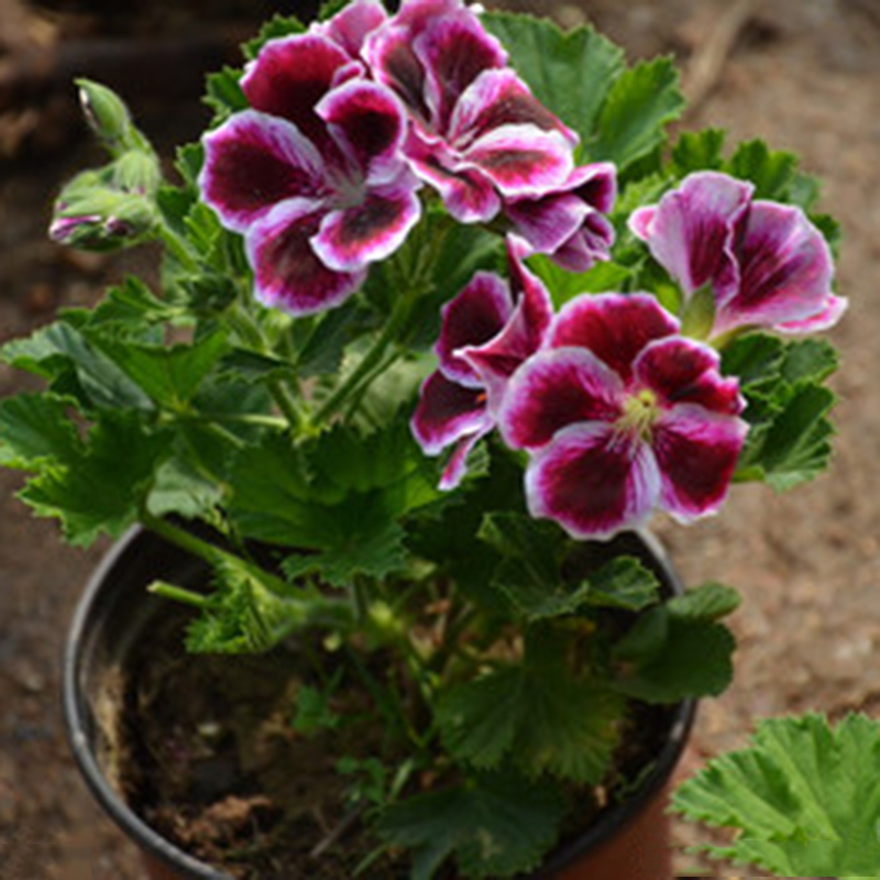 Single petal geraniums Trailing Double Geraniums