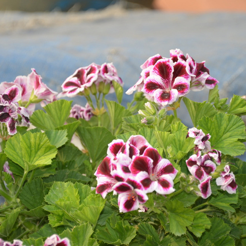 20pcs Pelargonium Crimson Flower Petals Geranium Seeds Perennial Flower