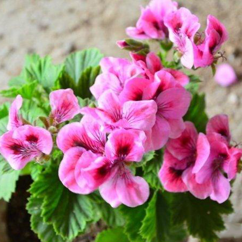 Single petal geraniums Trailing Double Geraniums