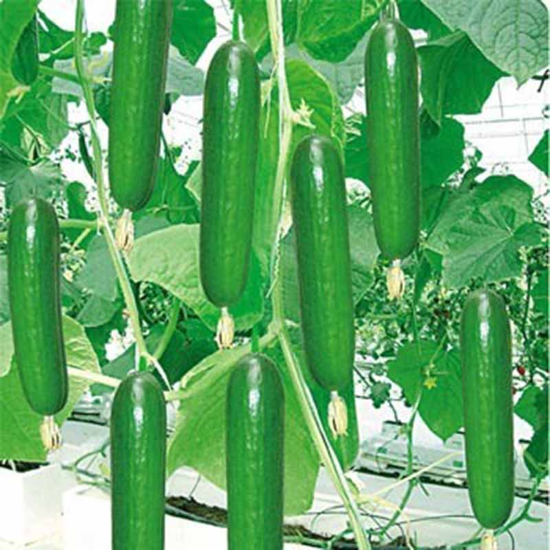 100pcs Rare Big Cucumber Seeds Delicious Cucumber Fruit Vegetable Seeds
