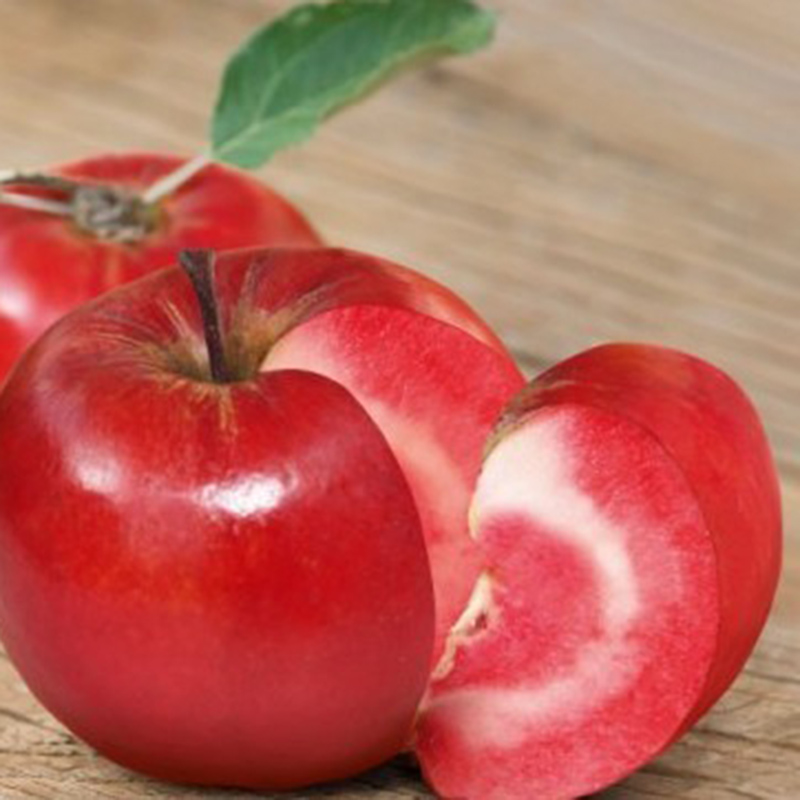 10 fresh seeds Red Delicious Apple Tree Starking variety Apple Tree | eBay