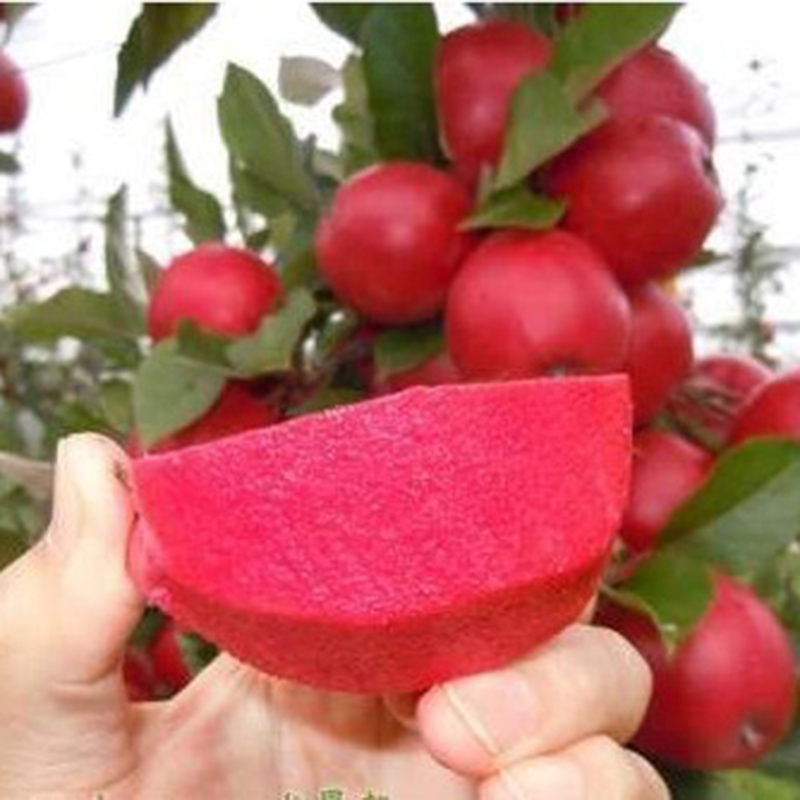 10 fresh seeds Red Delicious Apple Tree Grow Secret Garden Apple Tree