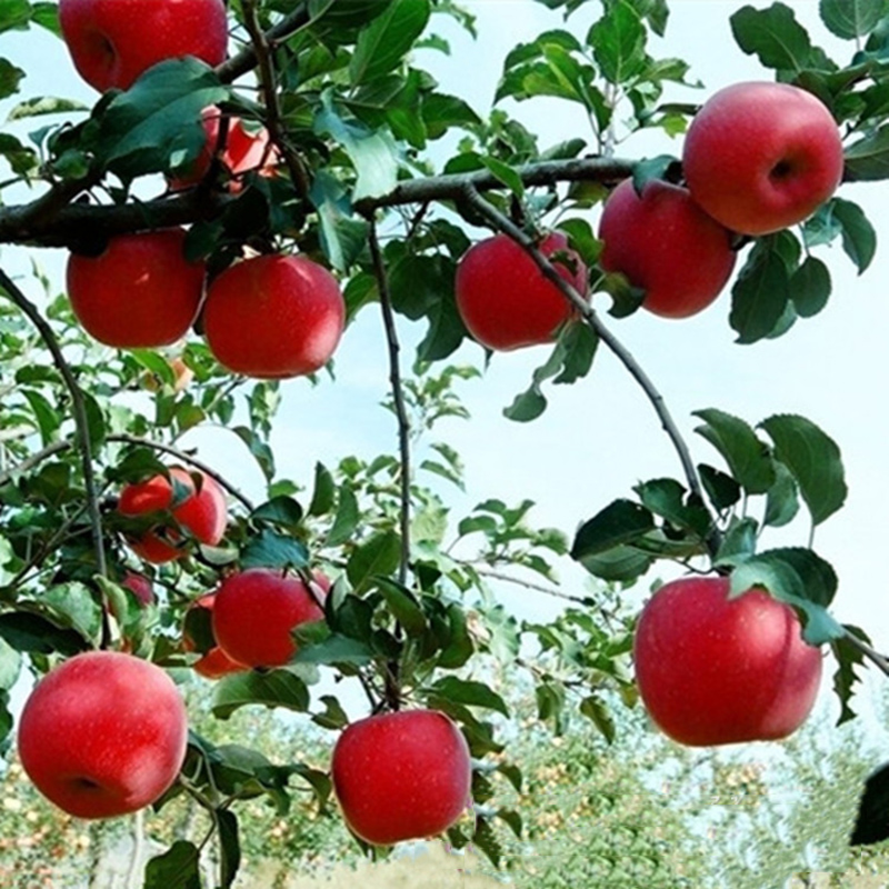 10 fresh seeds Red Delicious Apple Tree Starking variety Apple Tree eBay