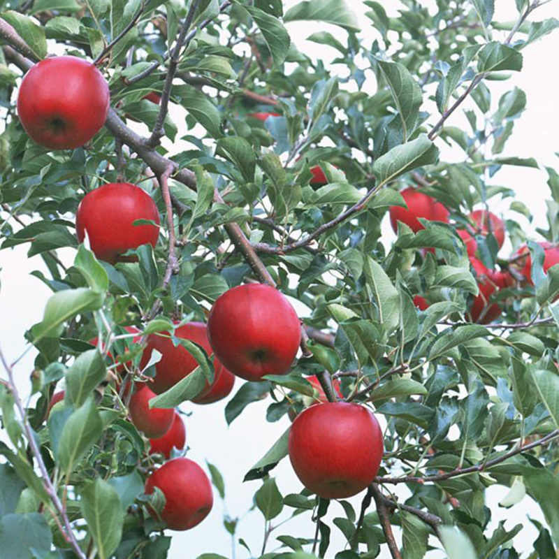 10 fresh seeds Red Delicious Apple Tree Starking variety Apple Tree eBay